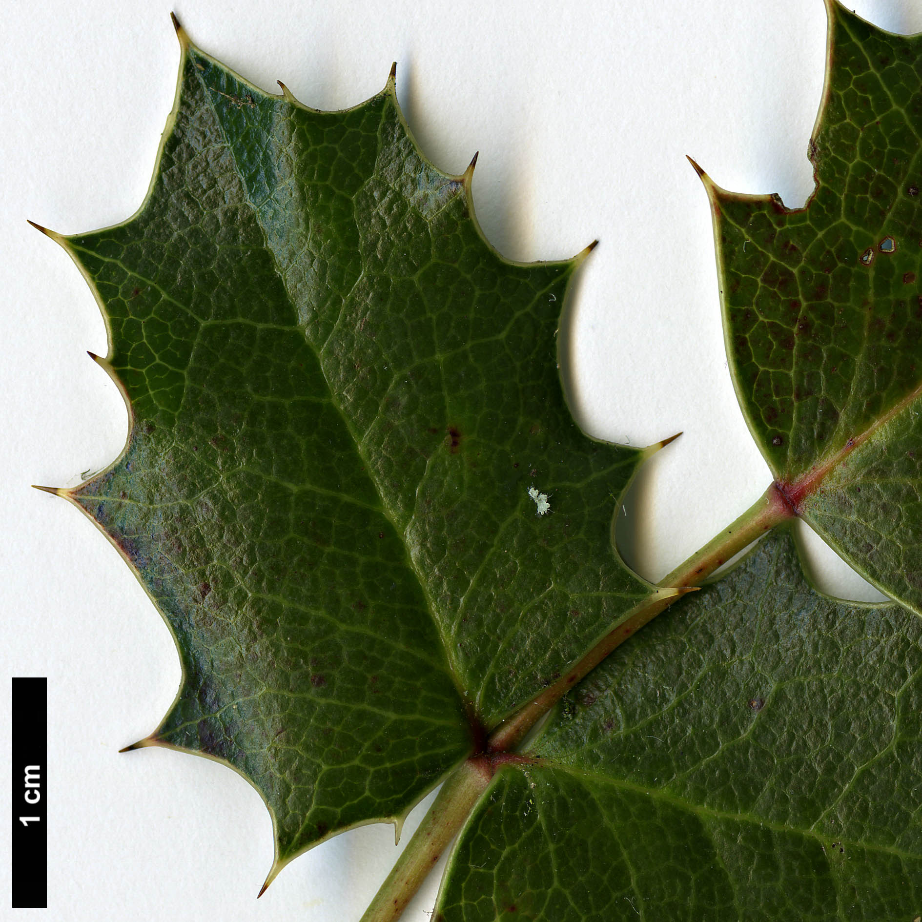 High resolution image: Family: Berberidaceae - Genus: Mahonia - Taxon: trifolia